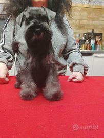 Cucciola zwergschnauzer pepe sale alta genealogia