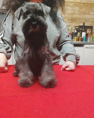 Cucciola zwergschnauzer pepe sale alta genealogia