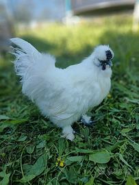 Gallo Moroseta con barba