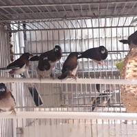 Coppie di Passeri del Giappone