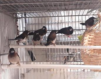 Coppie di Passeri del Giappone