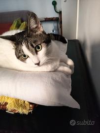 Lila, gatta di 6 anni con occhi verdi smeraldo