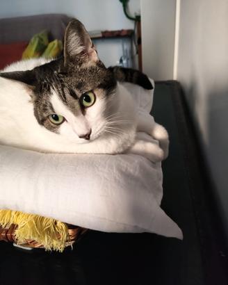 Lila, gatta di 6 anni con occhi verdi smeraldo