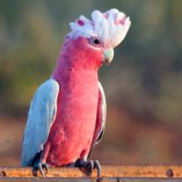 Cacatua roseicapilla