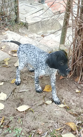 Cuccioli da tartufo