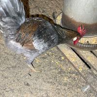 Gallo razza LEGBAR