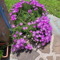 talee di Delosperma