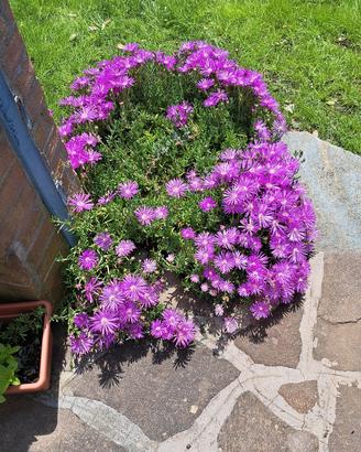 talee di Delosperma