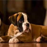 Cuccioli di boxer TIGRATI e FULVI
