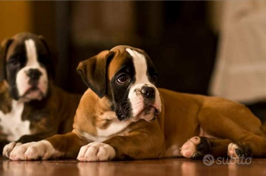 Cuccioli di boxer TIGRATI e FULVI