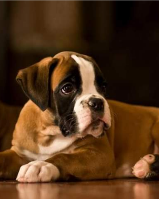 Cuccioli di boxer TIGRATI e FULVI