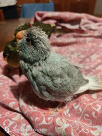 Kakariki