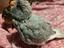 Immagine 1