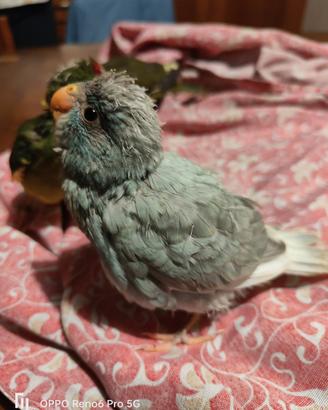 Kakariki