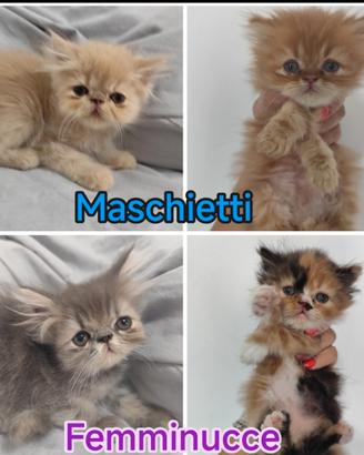 Cuccioli gatti persiani