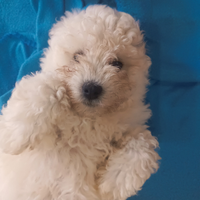 Cucciolo di barboncino piccola taglia