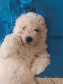 Cucciolo di barboncino piccola taglia