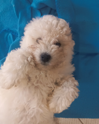 Cucciolo di barboncino piccola taglia