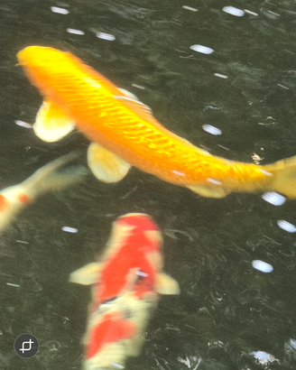 Carpe koi hq