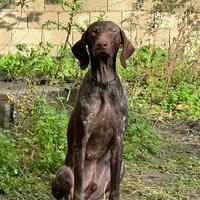 Cucciolo di braco tedesco