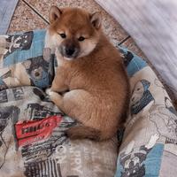 Shiba inu rossa pedigree Enci