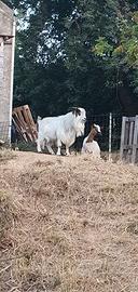 Famiglia capre tibetane