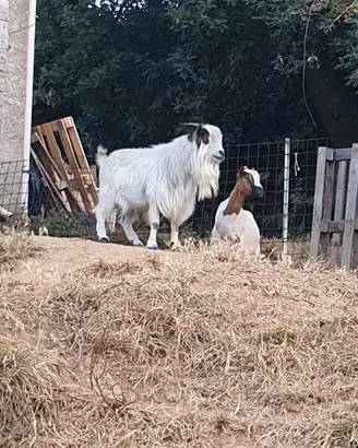Famiglia capre tibetane