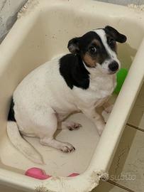 Jack russel