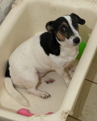 Jack russel