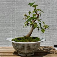 Bonsai di acero tridente