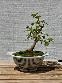 Bonsai di acero tridente