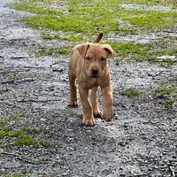 American pit bull terrier