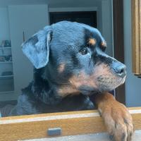 Rottweiler