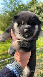 Splendidi cuccioli shiba