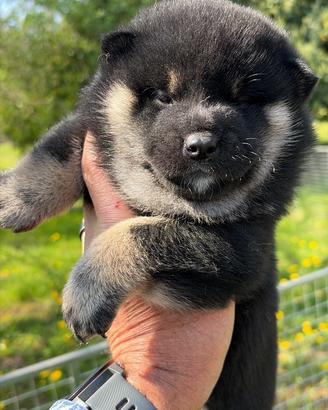 Splendidi cuccioli shiba