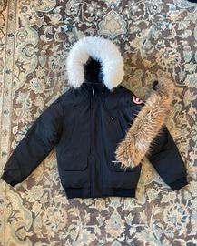 Canada goose