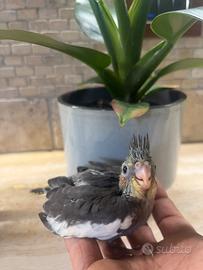 Calopsite da imbecco