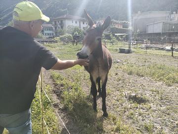 Mula di 2 anni
