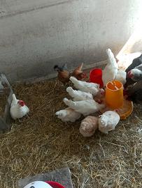 Galline ovaiole razze miste