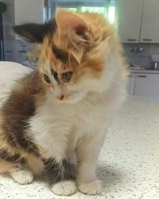 Gattina tricolore
