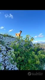 Cirneco