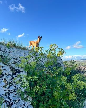 Cirneco
