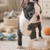 Adelina Boston Terrier Femmina