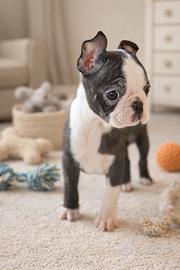 Adelina Boston Terrier Femmina