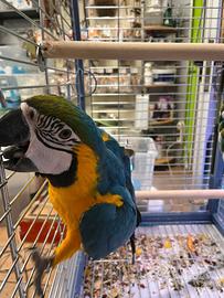 Ara ararauna all. a mano anche a rate