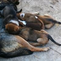 Cuccioli meticci