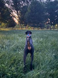 Dobermann maschio di 12 mesi
