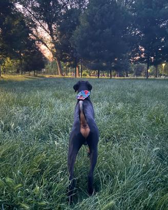 Dobermann maschio di 12 mesi