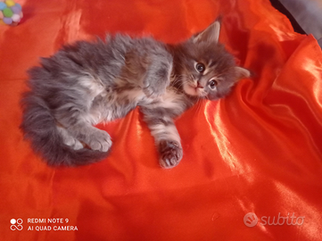 Vendita gattini