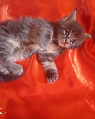 Vendita gattini